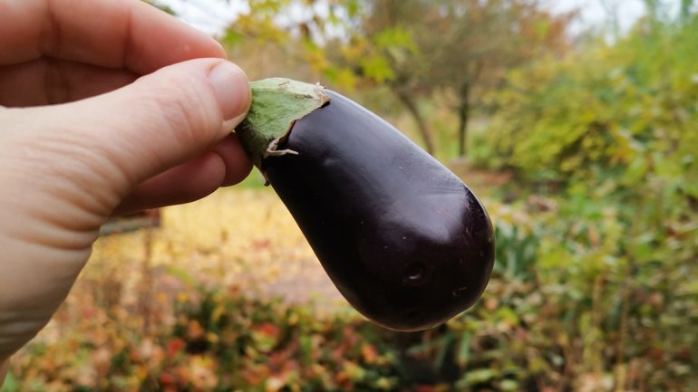 Een kleine aubergine